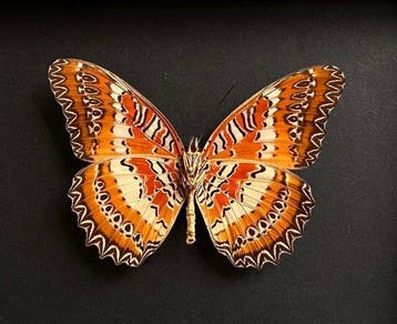 Papillon Support de corps entier pour taxidermie - Cethosia