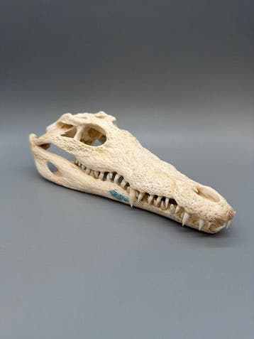 Nijlkrokodil Schedel van een reptiel - Crocodylus niloticus, Verzamelen, Nieuw
