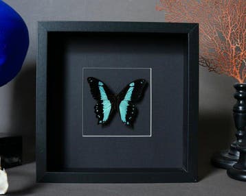 Vlinder Taxidermie volledige montage - Papilio epiphorbas -