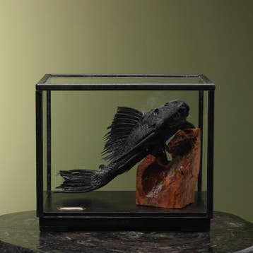 Zuignapharnasmeerval in Vitrine, Ophalen of Verzenden, Nieuw, Wild dier, Opgezet dier