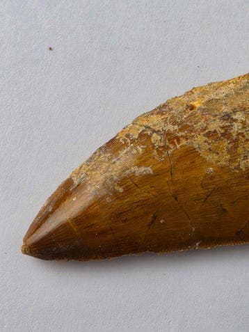 Carcharodontosaure - Dent fossile - Carcharodontosaurus - 6
