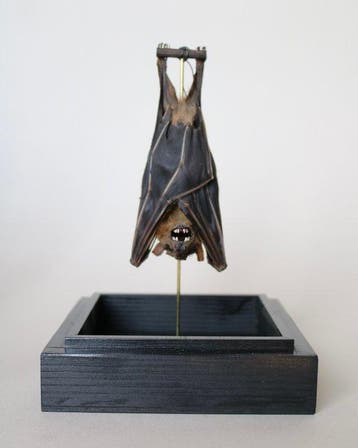 Vleermuis Taxidermie volledige montage - Cynopterus, Antiquités & Art