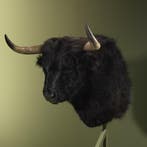 Schotse Hooglander Zwart Taxidermie Opgezette Dieren By Max, Ophalen of Verzenden, Opgezet dier