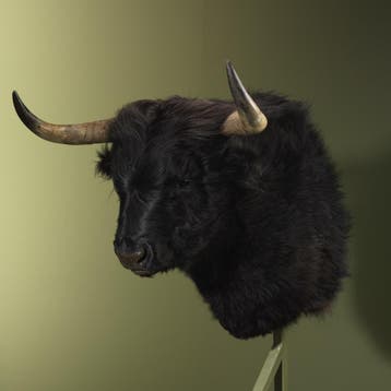 Schotse Hooglander Zwart Taxidermie Opgezette Dieren By Max, Ophalen of Verzenden, Nieuw, Wild dier, Opgezet dier