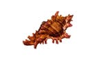 Sauls Murex Taxidermie wandmontage - Chicoreus saulii - 8.5, Antiek en Kunst