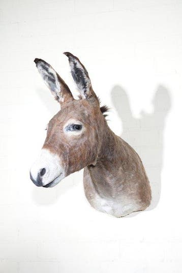 Âne sauvage d’Afrique Support mural pour taxidermie - Equus