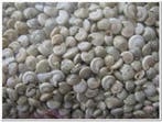 Umbonium Schelpen Wit Light 1 kilo, Nieuw