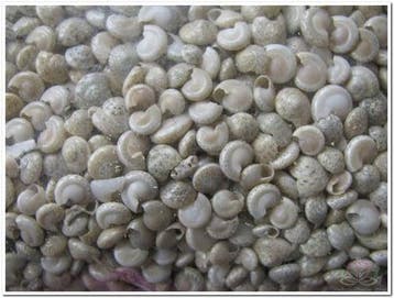 Umbonium Schelpen Wit Light 1 kilo, Nieuw