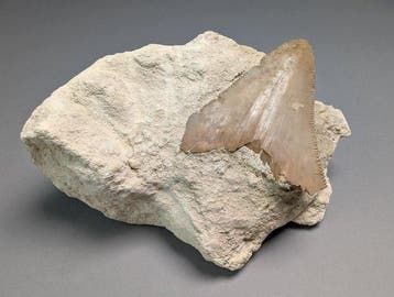 Dent de grand requin blanc sur Natural Matrix - Dent fossile, Collections