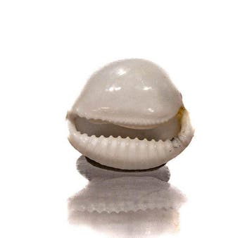 Triviella millardi 18mm | Zeldzame Zuid-Afrikaanse rariteit, Nieuw