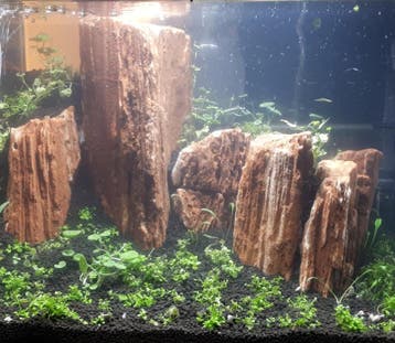 The Myanmar Petrified 10-20cm - aquarium decoratie stenen, Dieren en Toebehoren, Verzenden, Nieuw, Plant(en), Steen of Hout