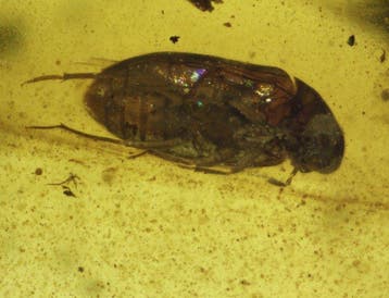 Birmese barnsteen - Barnsteen - Cretaceous Burmese Amber, Verzamelen