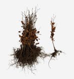 Beukenhaag - Rode beuk - Fagus Atropunicea 60 t/m 200cm, Ophalen of Verzenden