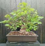 bonsai Zelkova serrata - Hoogte (boom): 38 cm - Diepte