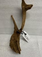 As 363 Fine Sinkingwood 27x14x10 cm aquarium decoratie hout, Verzenden, Nieuw, Plant(en), Steen of Hout