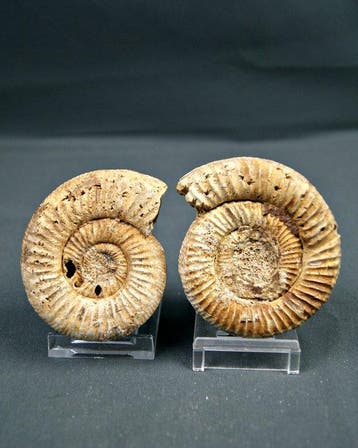 Ammonite - Coquillage fossilisé - Amonite Choffatia (Sans