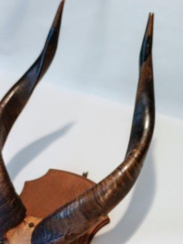 Antilope Cornes - Tragelaphus Scriptus / Afrikaanse bosbok -, Antiquités & Art