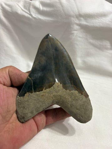 Megalodon - Fossiele tand - 13.6 cm - 12 cm, Verzamelen