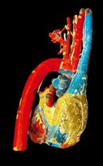 Onderwijs/demonstratiemodel - geverfd papier-mâché -