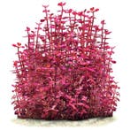 Bacopa Salzmannii Purple - Pot, Animaux & Accessoires, Verzenden