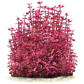 Bacopa Salzmannii Purple - Pot, Verzenden