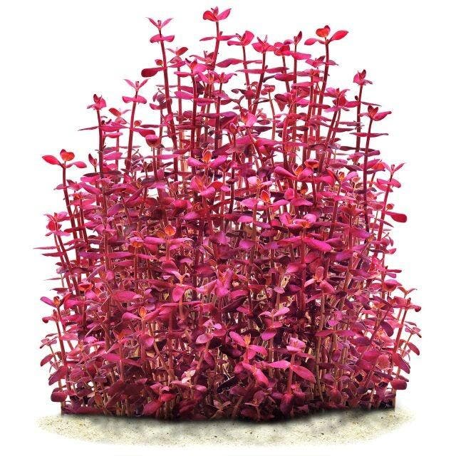 Bacopa Salzmannii Purple - Pot, Animaux & Accessoires, Poissons | Aquariums & Accessoires, Envoi
