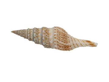 WERELDRECORDGROOTTE?  Deceptigemmula deshayesii (Gemmula), Nieuw