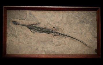Fossiel - Fossiele matrix - Honghesaurus - 55 cm - 29 cm