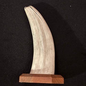 Scrimshaw-replica’s morce Tand - Scrimshaw - 19 cm - 10 cm -, Nieuw