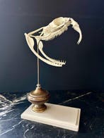 Slang Schedel van een reptiel - Bitis gabonica REPLICA - 29