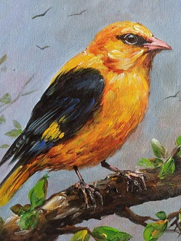 Tomasz Bednarski (1965) - Oriole