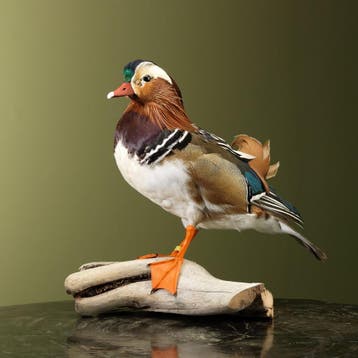 Mandarijneend Taxidermie Opgezette Dieren By Max, Ophalen of Verzenden, Opgezet dier