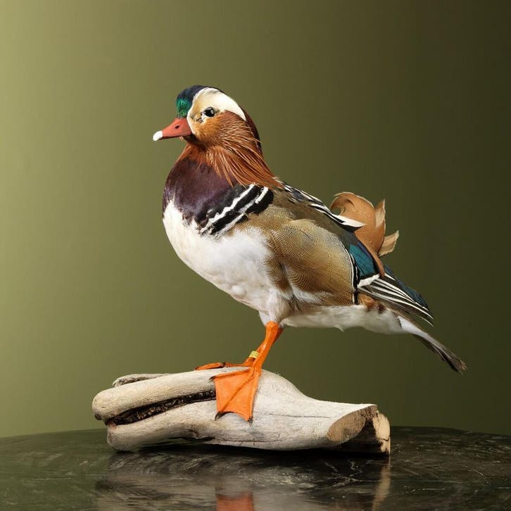 Mandarijneend Taxidermie Opgezette Dieren By Max, Collections, Collections Animaux, Enlèvement ou Envoi