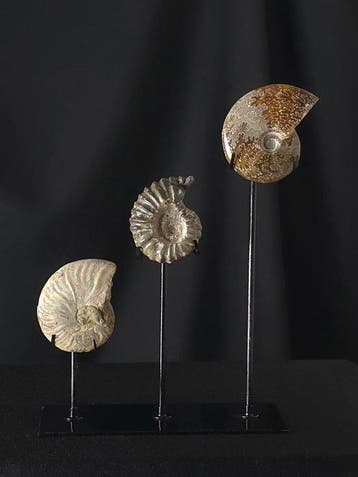 Ammonite - Animal fossilisé - 3 Ammonite Fossils on Elegant, Collections, Minéraux & Fossiles