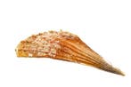 Edel-Pinna of Noble pen shell. Skelet - Pinna nobilis - 0 cm, Collections