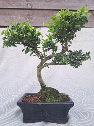 ilex bonsai (japanse hulst) - Hoogte (boom): 25 cm - Diepte