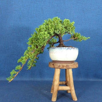 Jeneverbes bonsai (Juniperus) - Hoogte (boom): 12 cm -