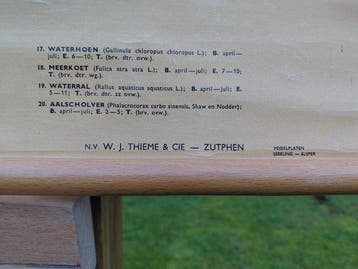 H.J. Slijper - Thieme-Zutphen - Riet- en Watervogels (1954)