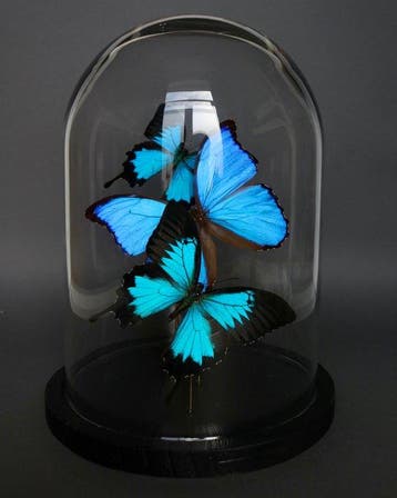 Vlinder Taxidermie volledige montage - Morpho didius x