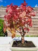 Japanese maple bonsai (Acer palmatum) - Hauteur (arbre) : 22