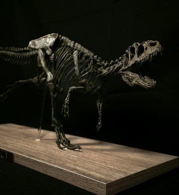 Allosaurus Taxidermie volledige montage - ALLOSAURUS-RUN