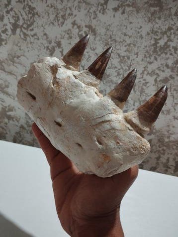Reptile marin - Mâchoire fossilisée - Mosasaurus sp. - 22 cm