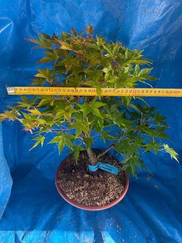 Drietand Esdoorn (Acer Buergerianum) - Hoogte (boom): 50 cm