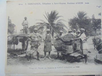 Vignes vin et champagne - Carte postale (100) - 1900-1980, Collections