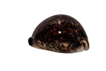 Donkere tijgerkauri: Cypraea tigris f. donkere vorm (95 mm), Nieuw