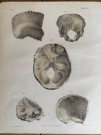 P. S. Duval (XIX) - A Series of Anatomical Plates, anatomie