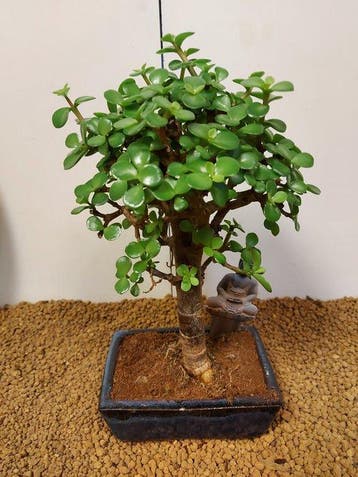 Jade bonsai (Crassula/Portulacaria) - Hoogte (boom): 27 cm -