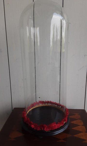 Cloche en verre - Verre, Bois - 1920-1930 - 49 cm