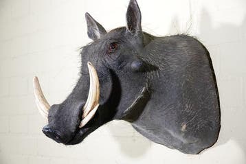 Large African Warthog Schedel - Phacochoerus africanus - 52, Nieuw