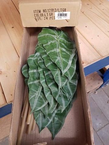 Alocasiablad Groen Zijdenblad per stuk, Nieuw